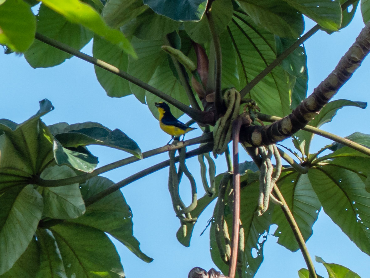 Yellow-throated euphonia