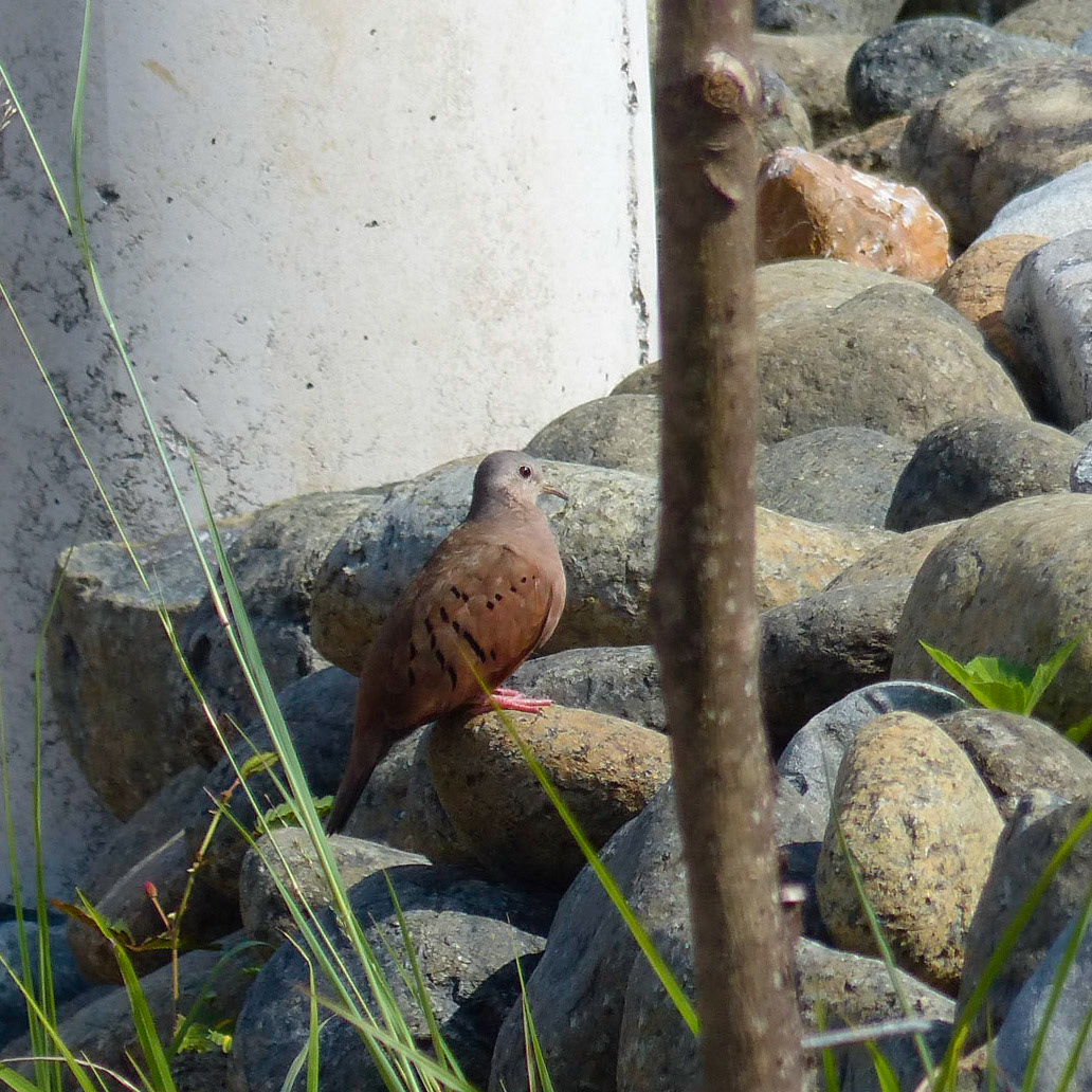Ruddy ground dove