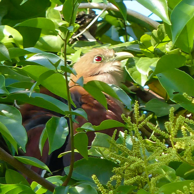 Squirrel cuckoo