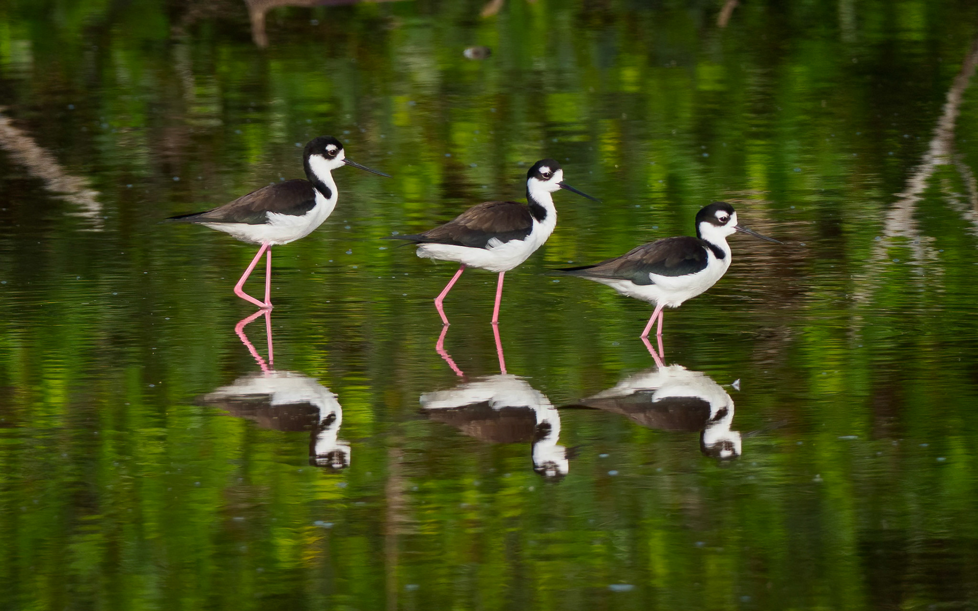 Black-necked stilts