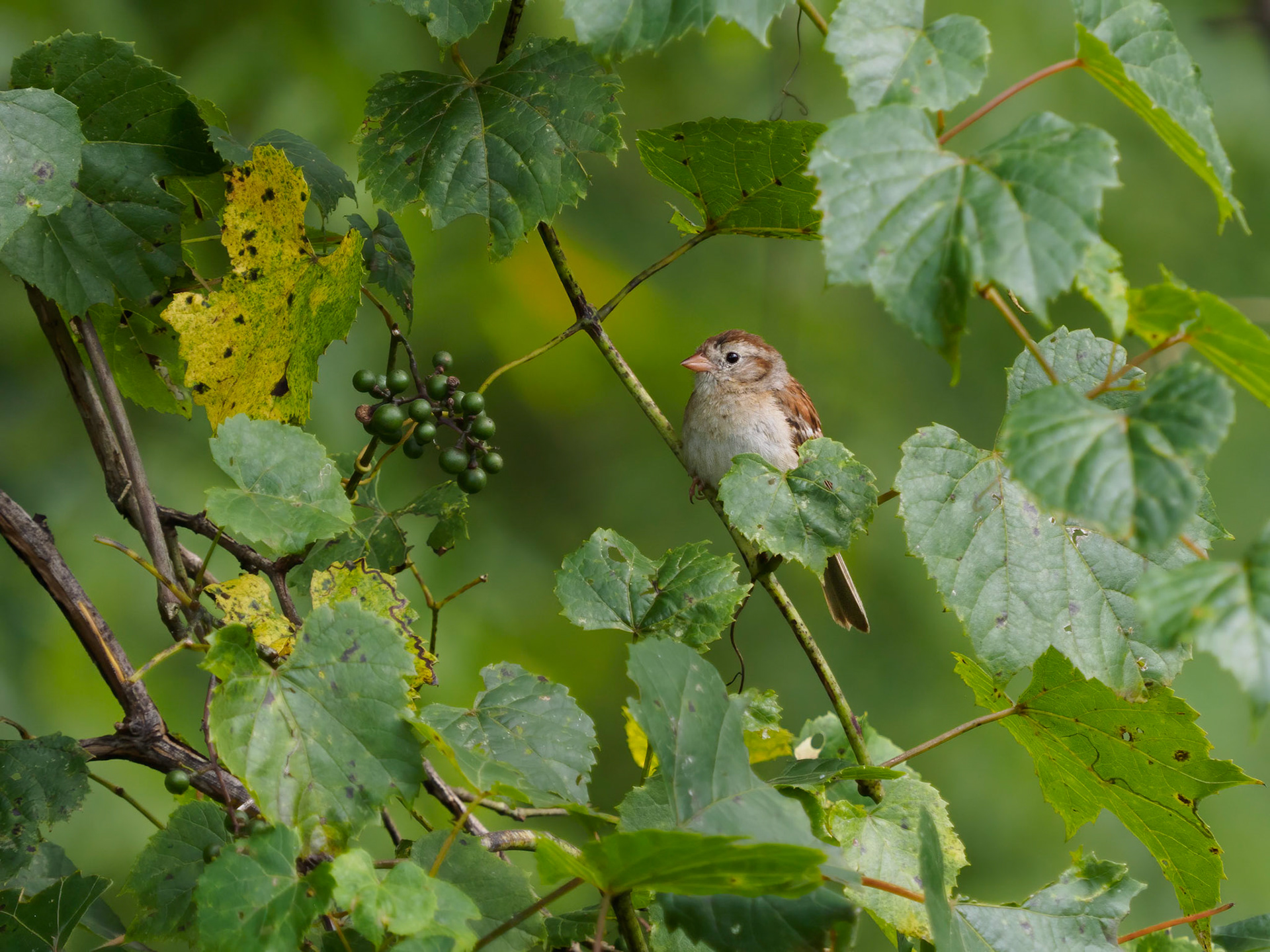 Field sparrow