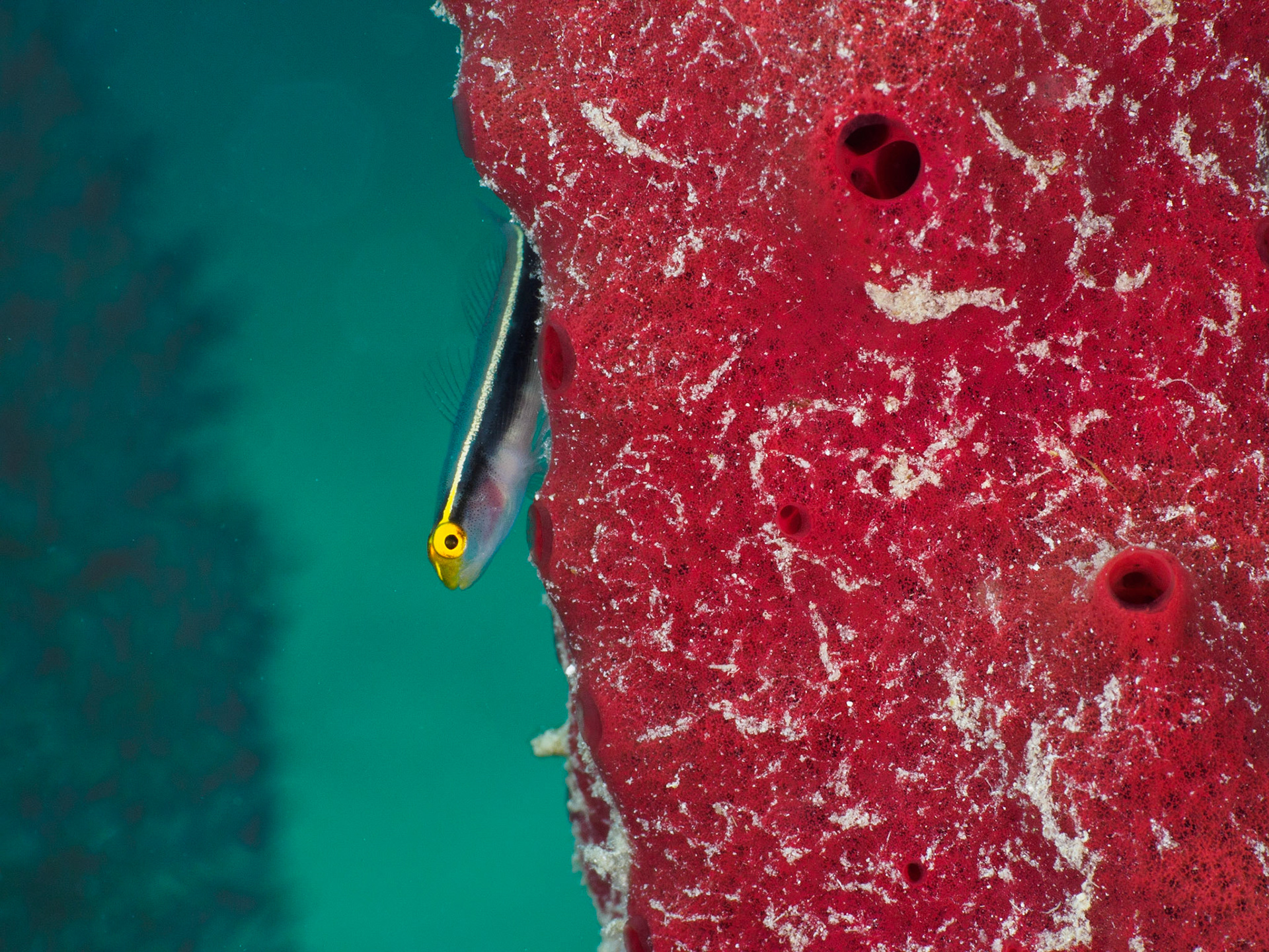 Mesoamerican sponge goby on red tube sponge