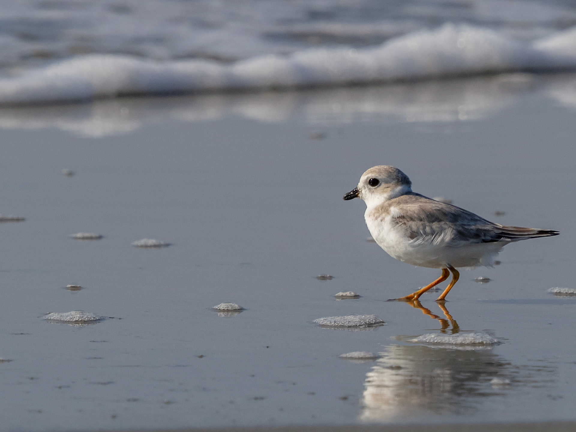 Piping plover
