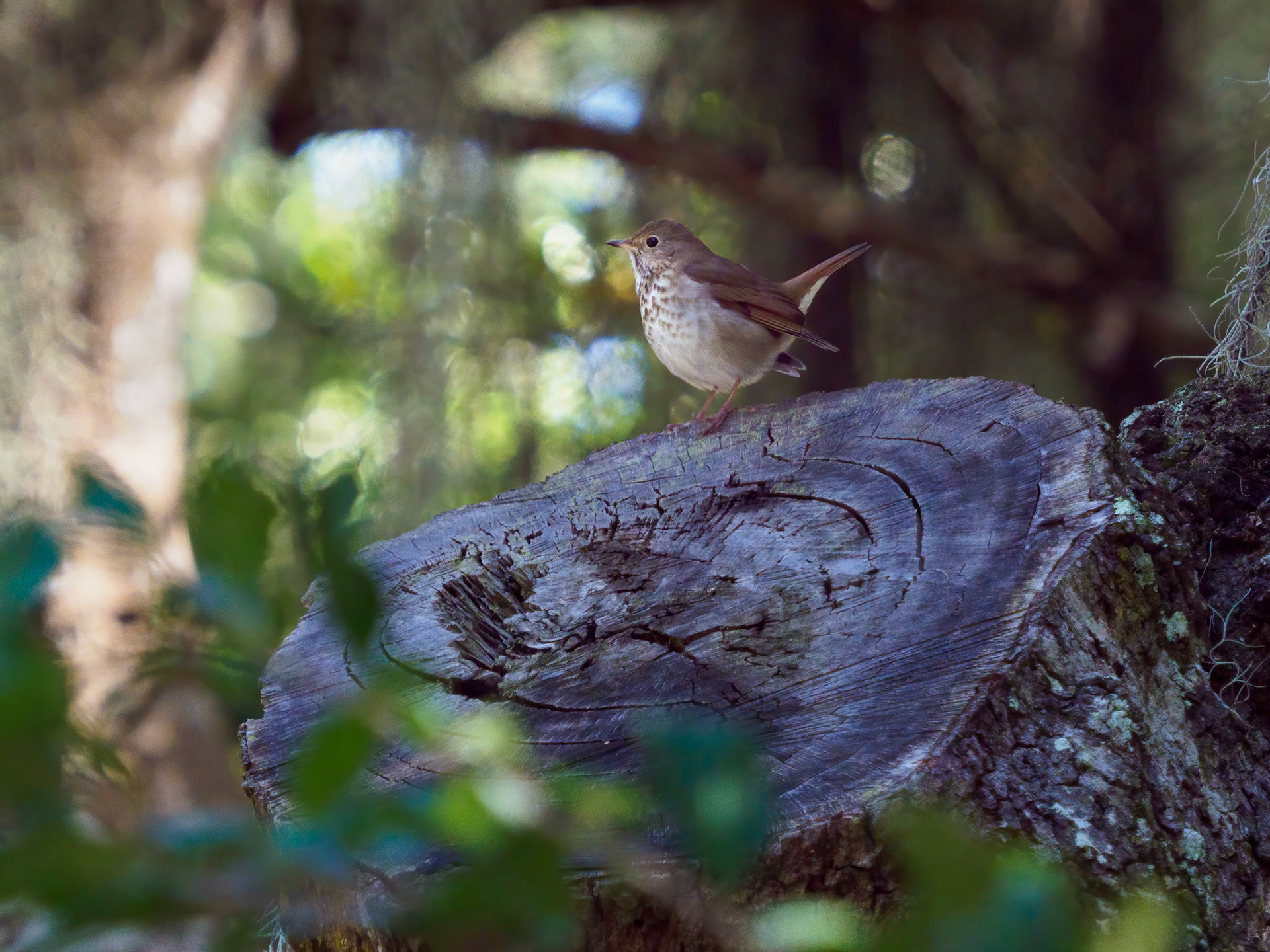 Hermit thrush