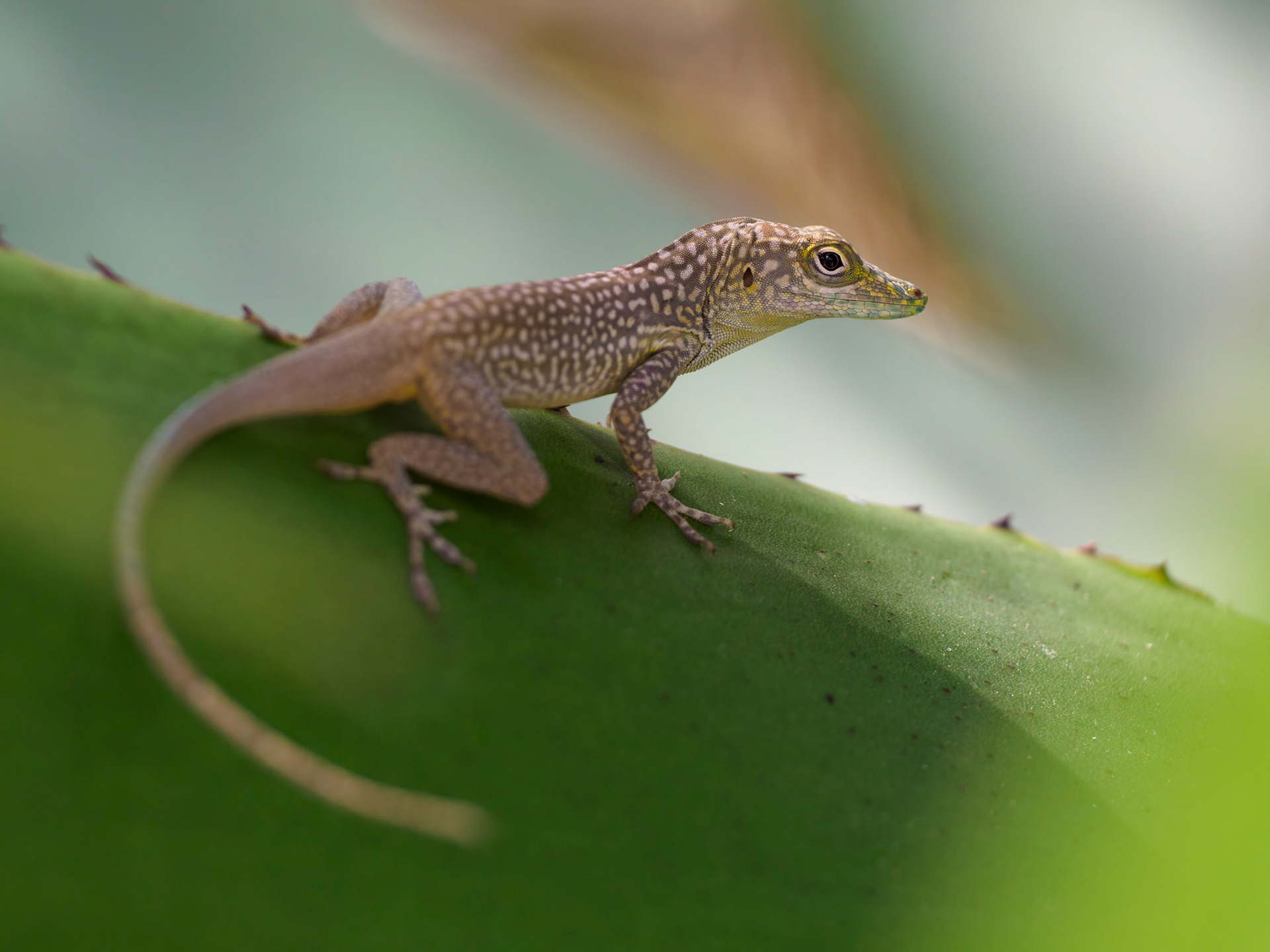 Blue-throated anole