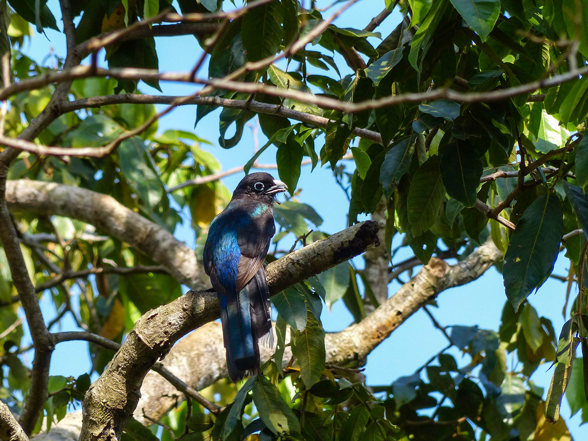 White-tailed trogon