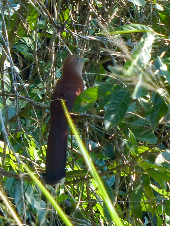 Squirrel cuckoo