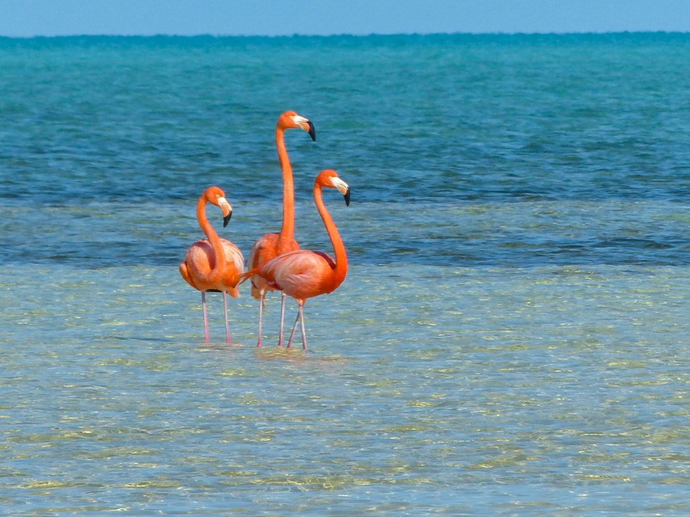 American flamingo