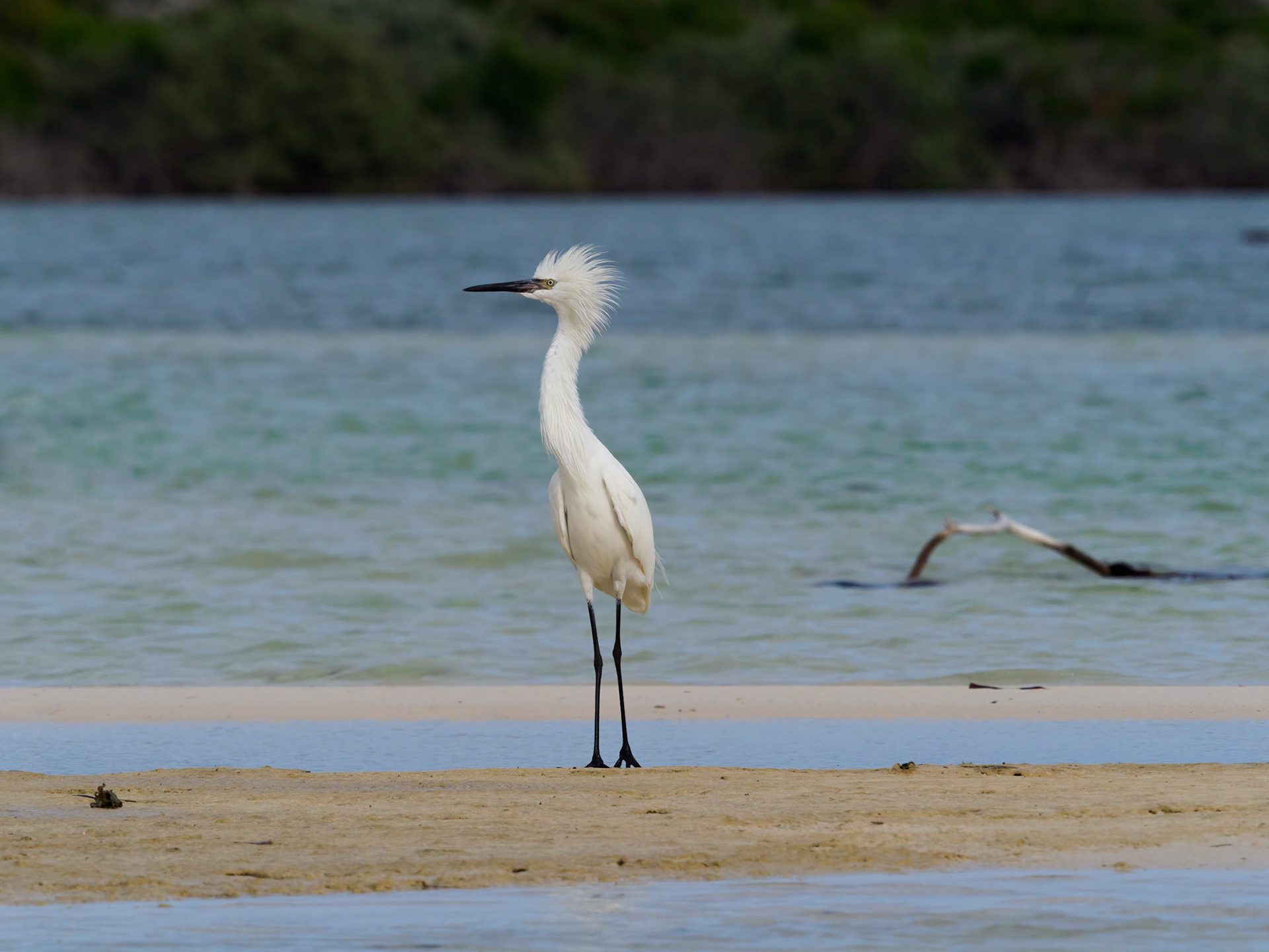 Reddish egret, white morph
