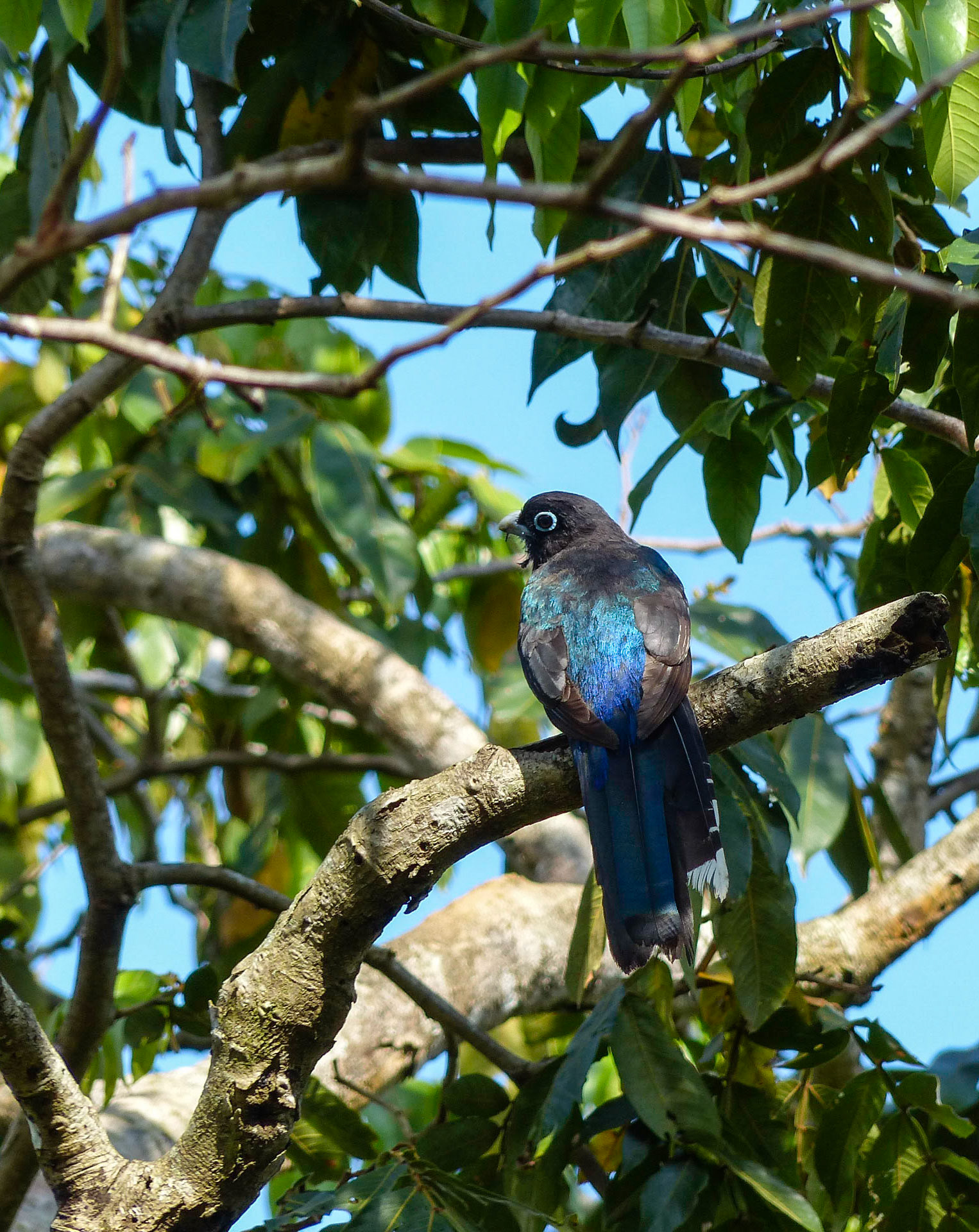 White-tailed trogon