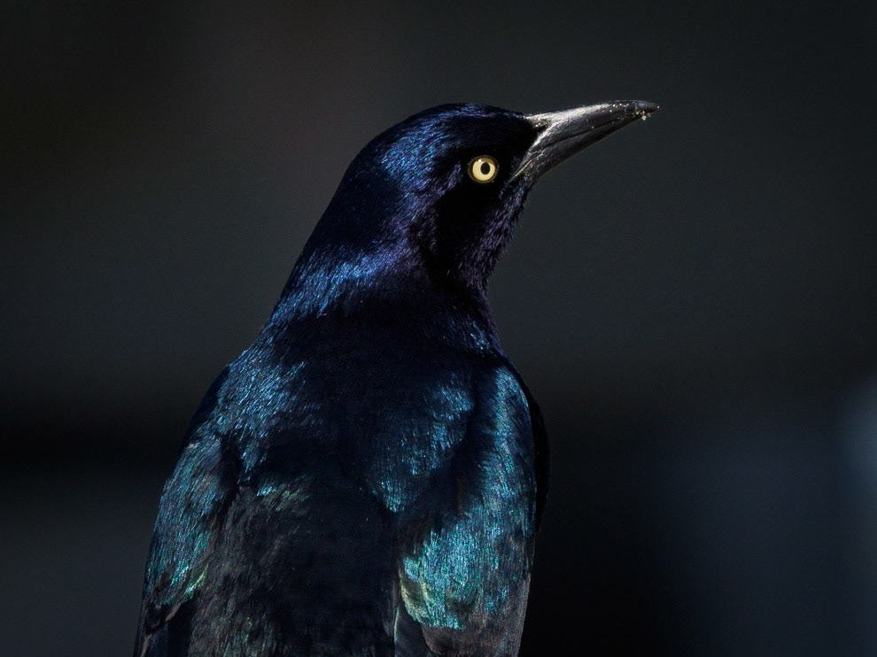 Boat-tailed grackle