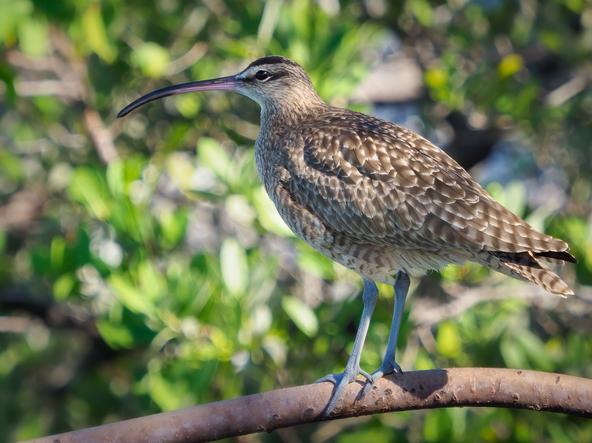 Whimbrel