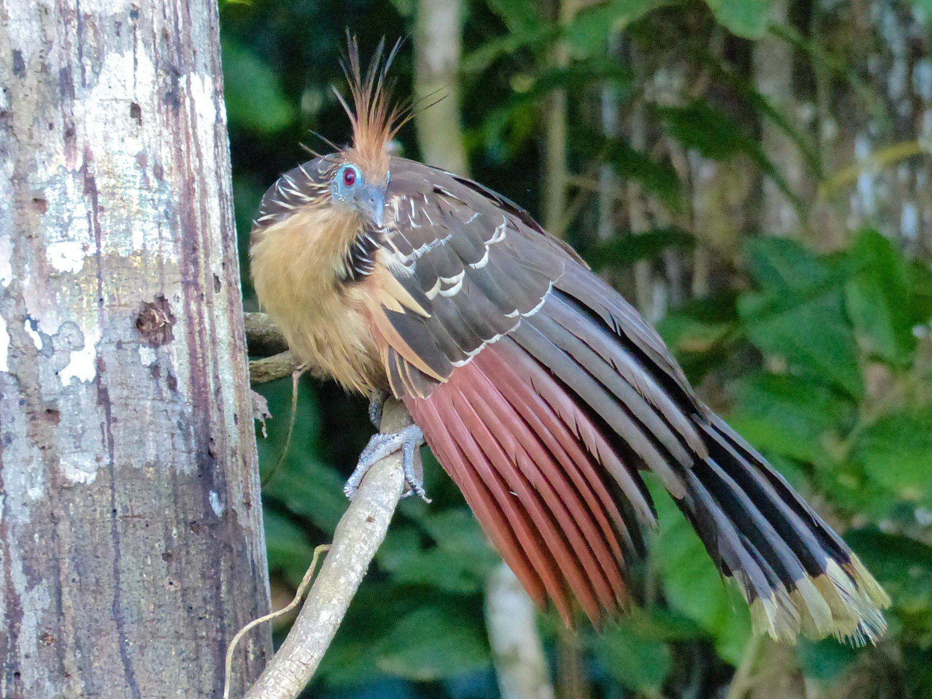 Hoatzin