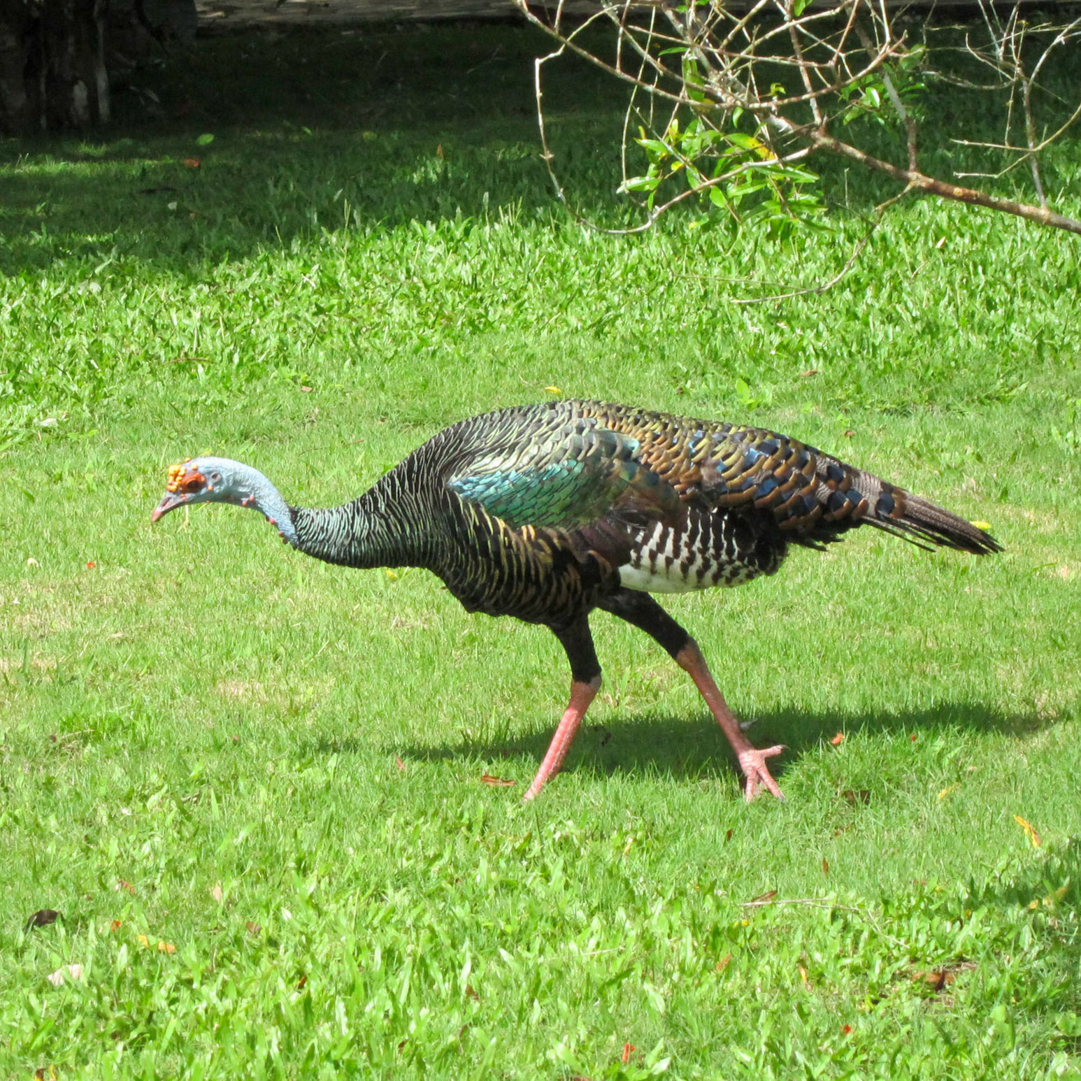 Oscellated turkey
