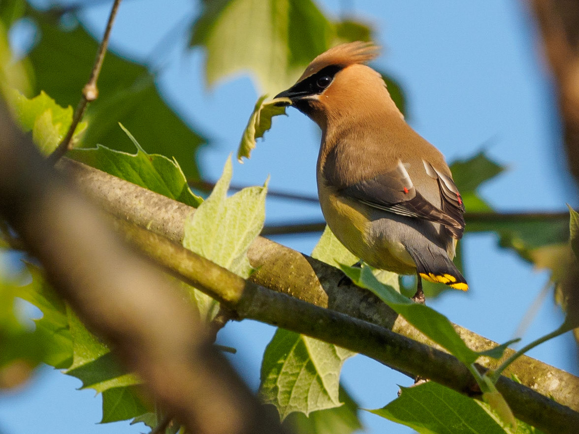 Cedar waxwing
