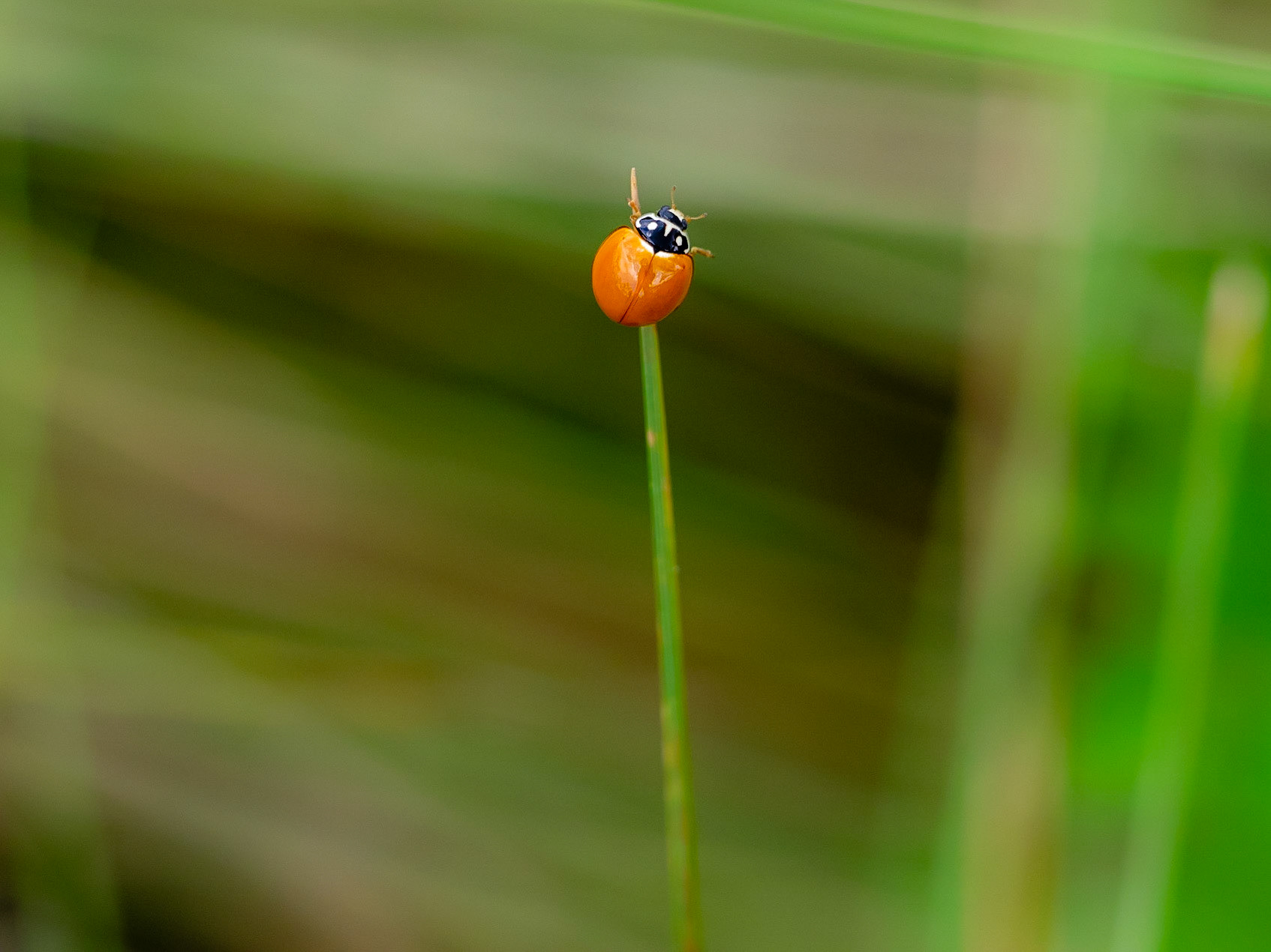 Spotless ladybug
