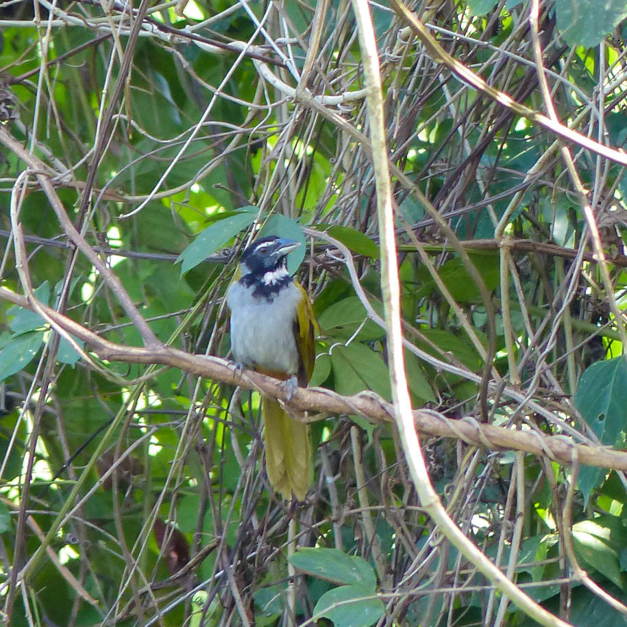 Black-headed saltator