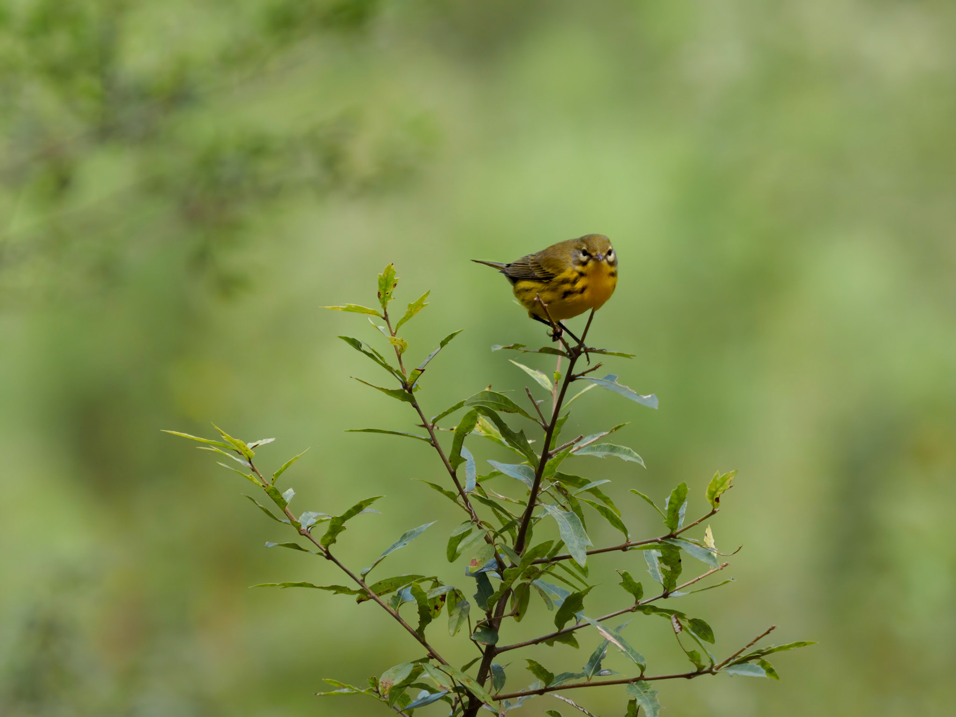 Prairie warbler