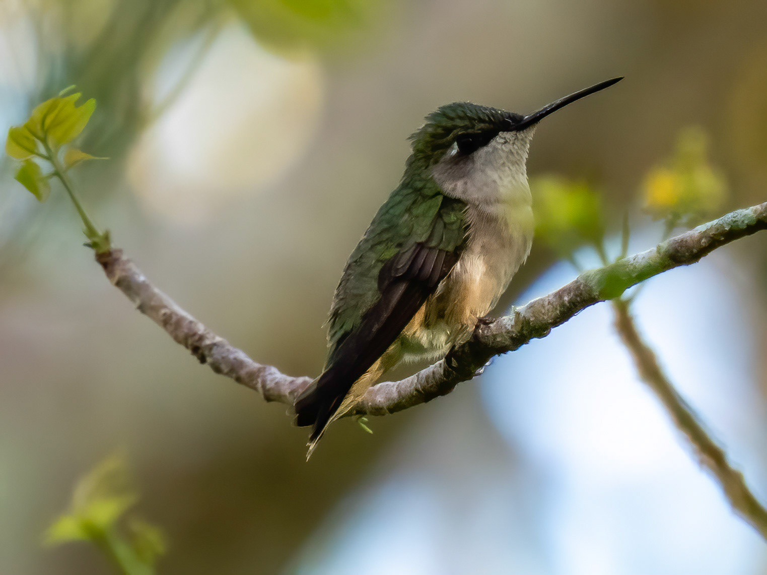 Ruby-throated hummingbird