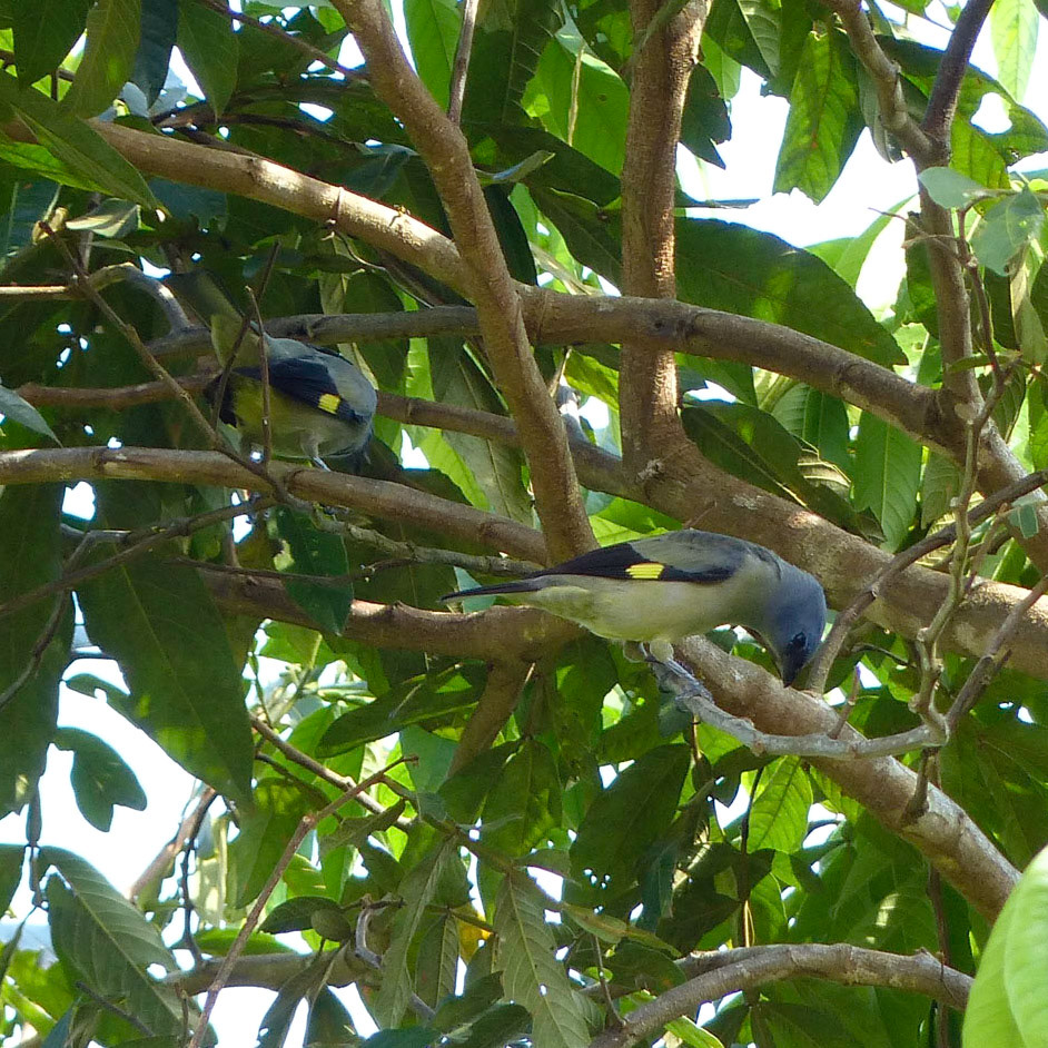 Yellow-winged tanager
