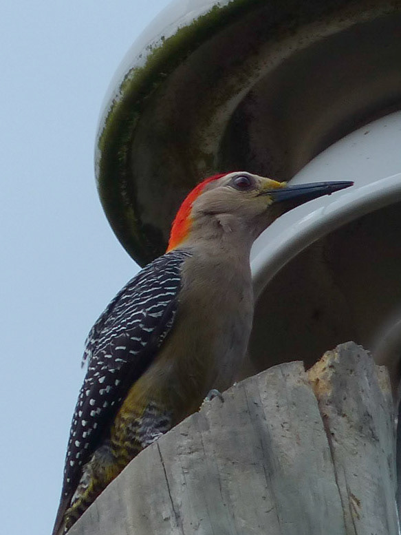 Yucatan woodpecker