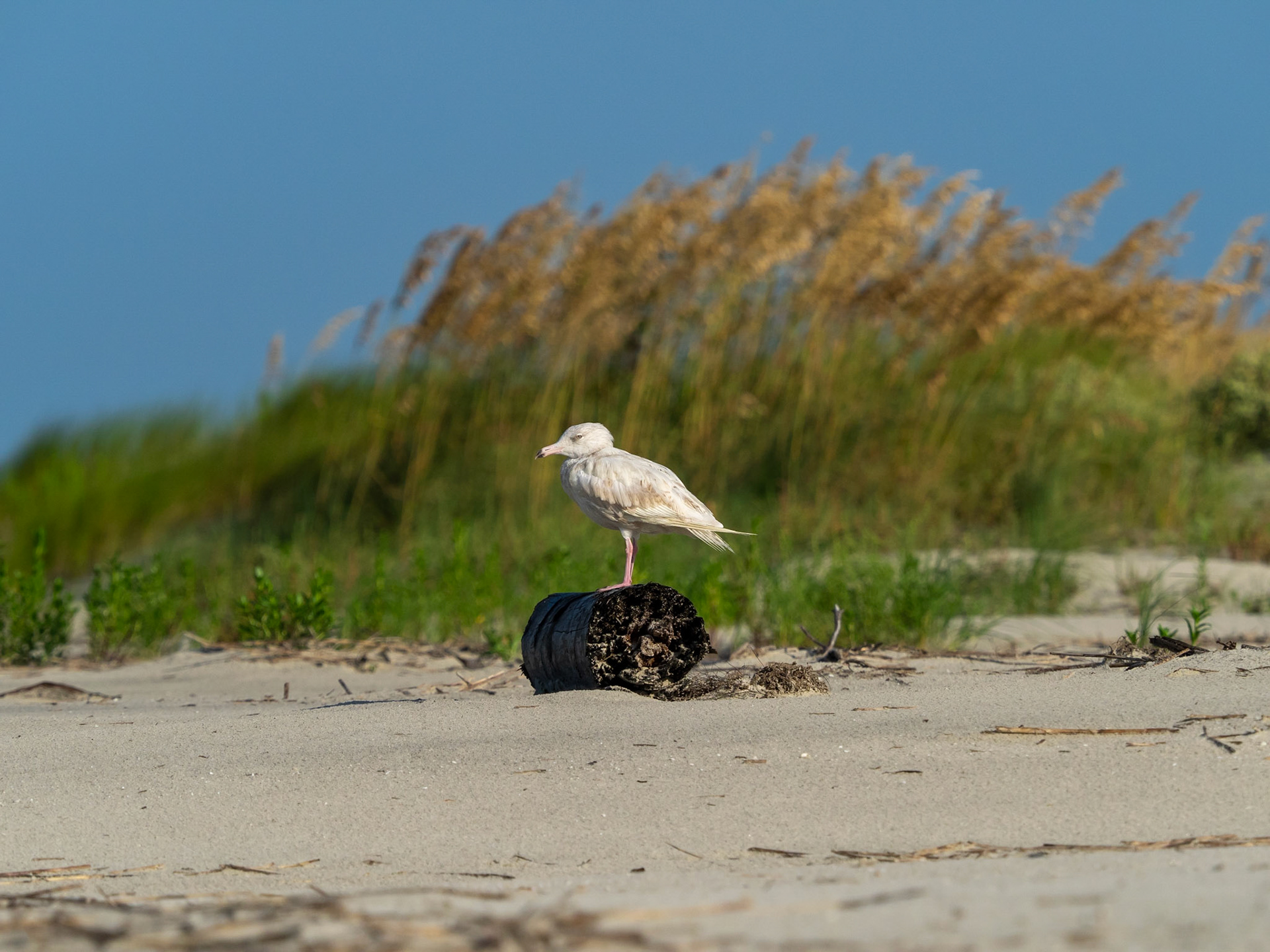 Glaucous gull