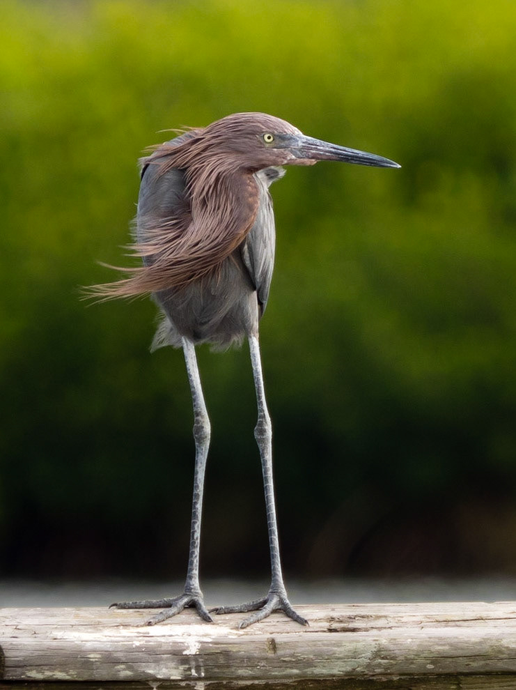 Reddish egret
