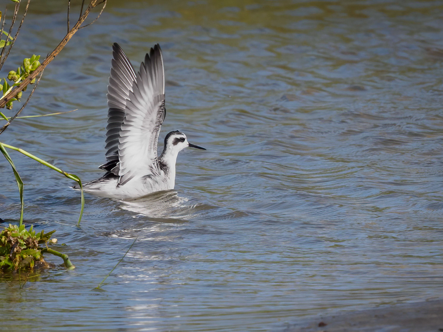 Red-necked phalarope