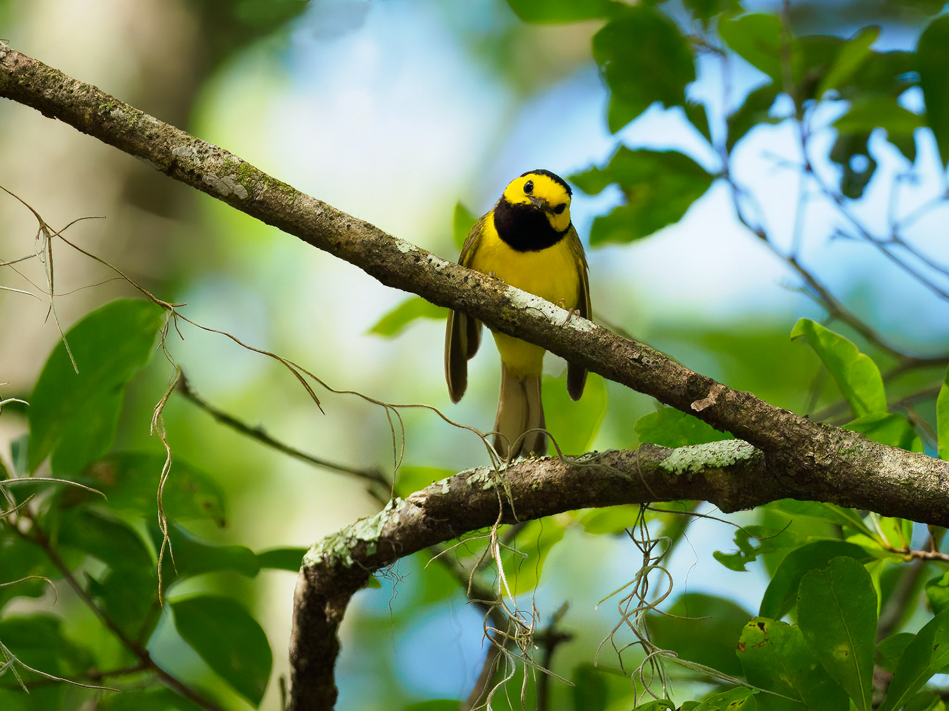 Hooded warbler