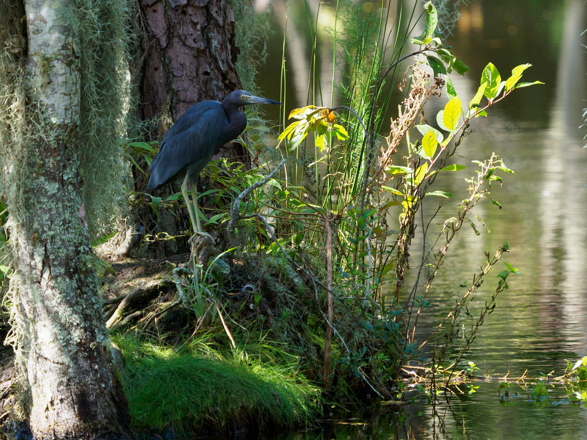 Little blue heron