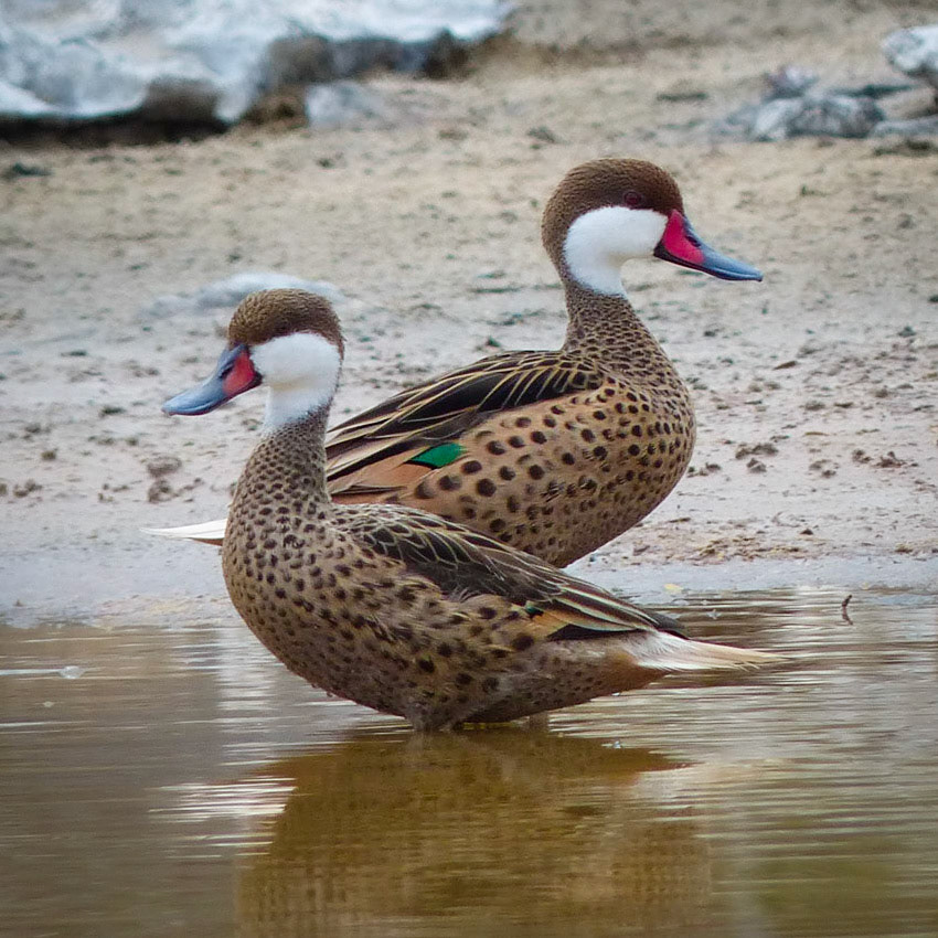 White-cheeked pintail ducks