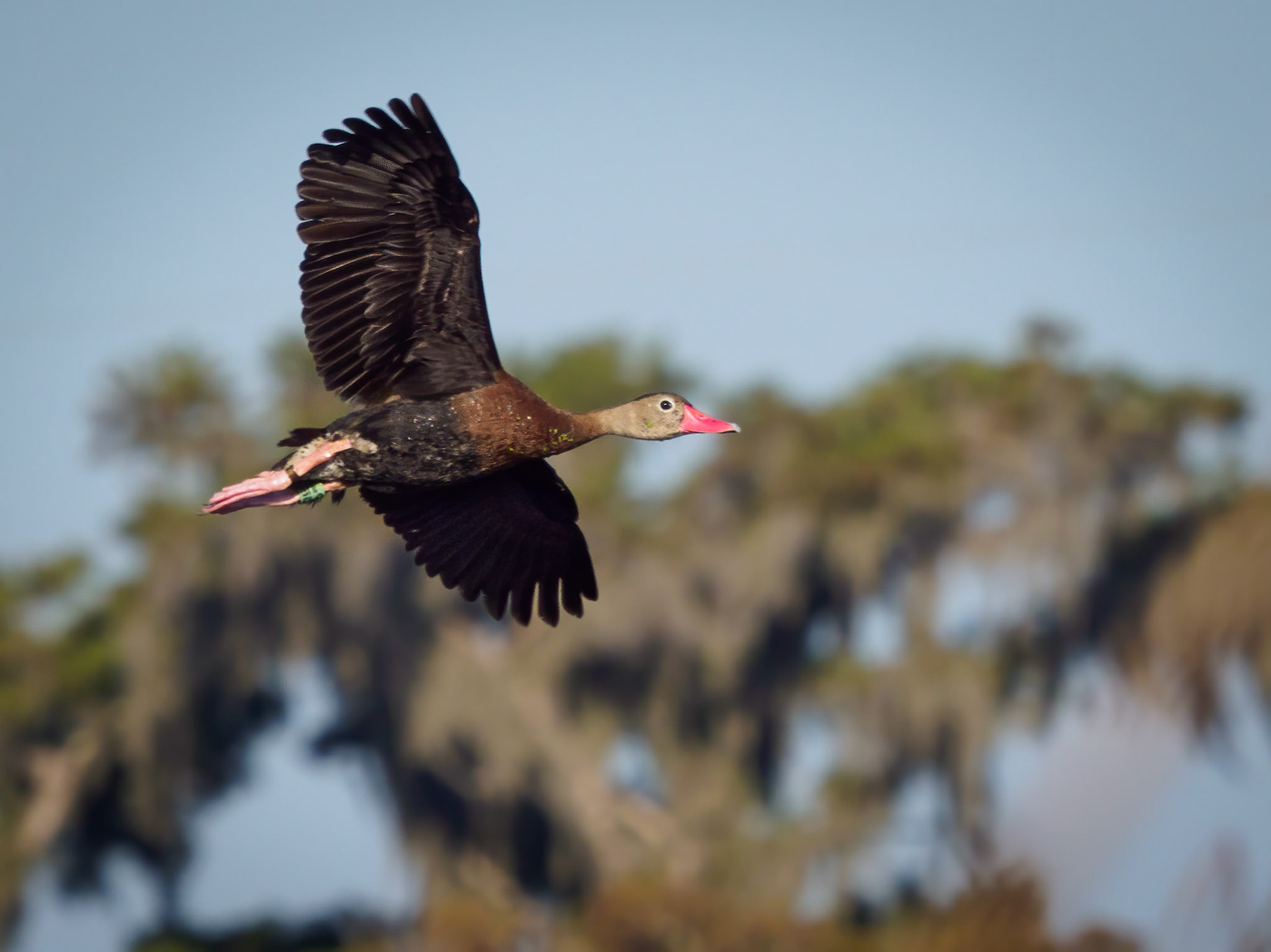 Black-bellied whistling duck