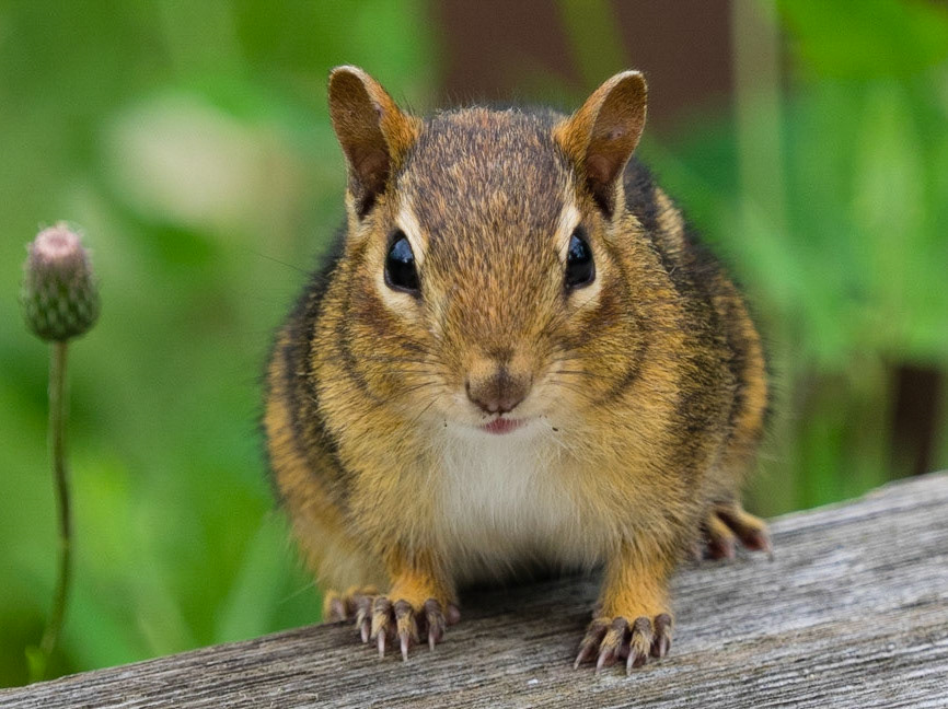 Chipmunk