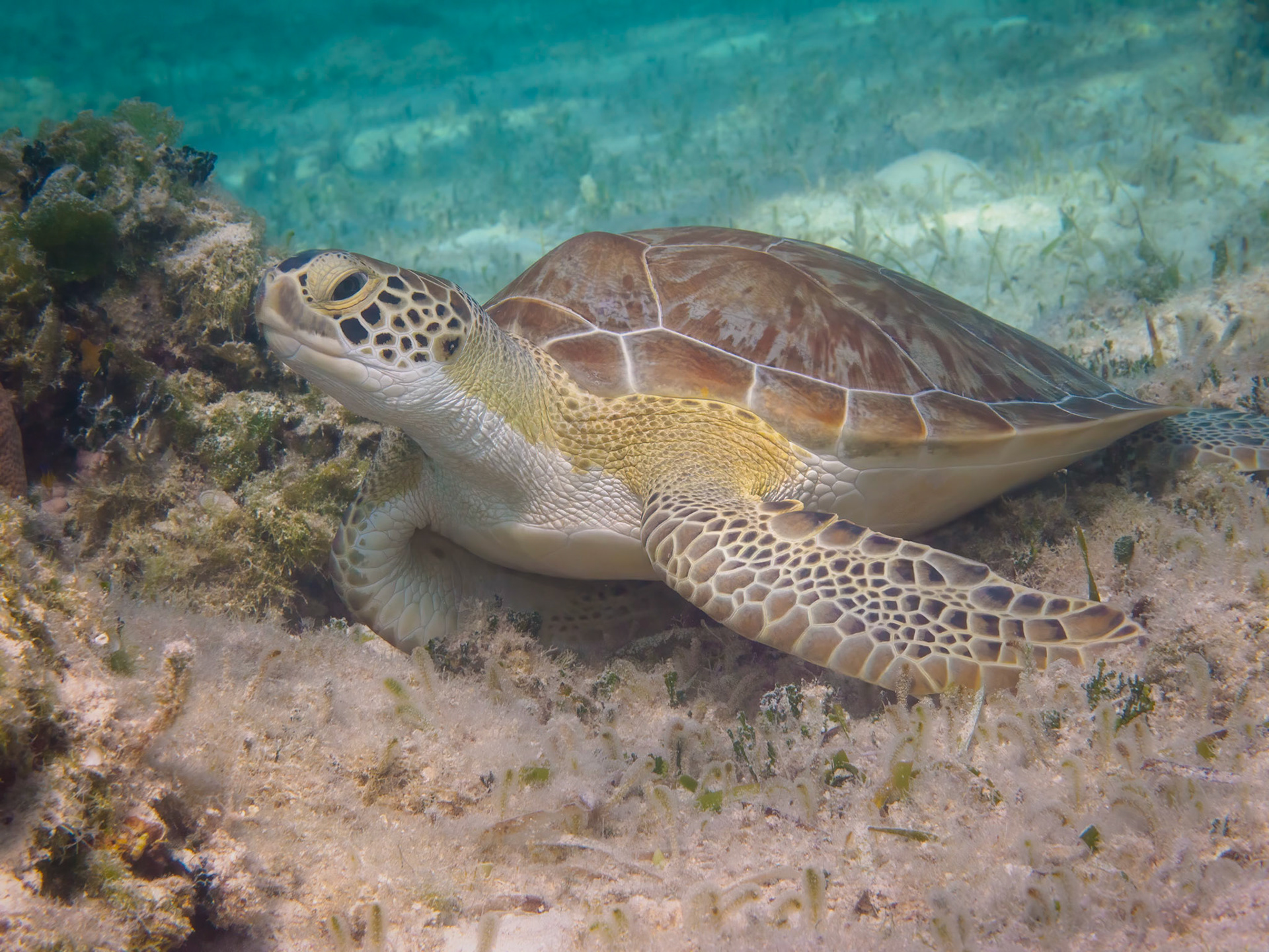 Green turtle