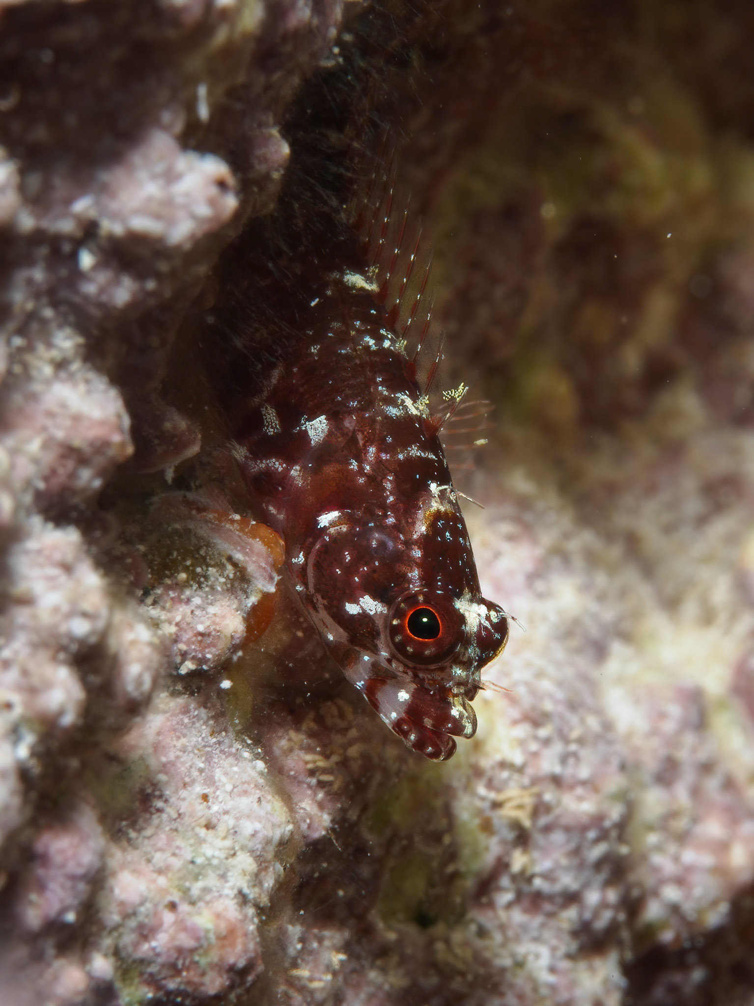 Blackcheek blenny