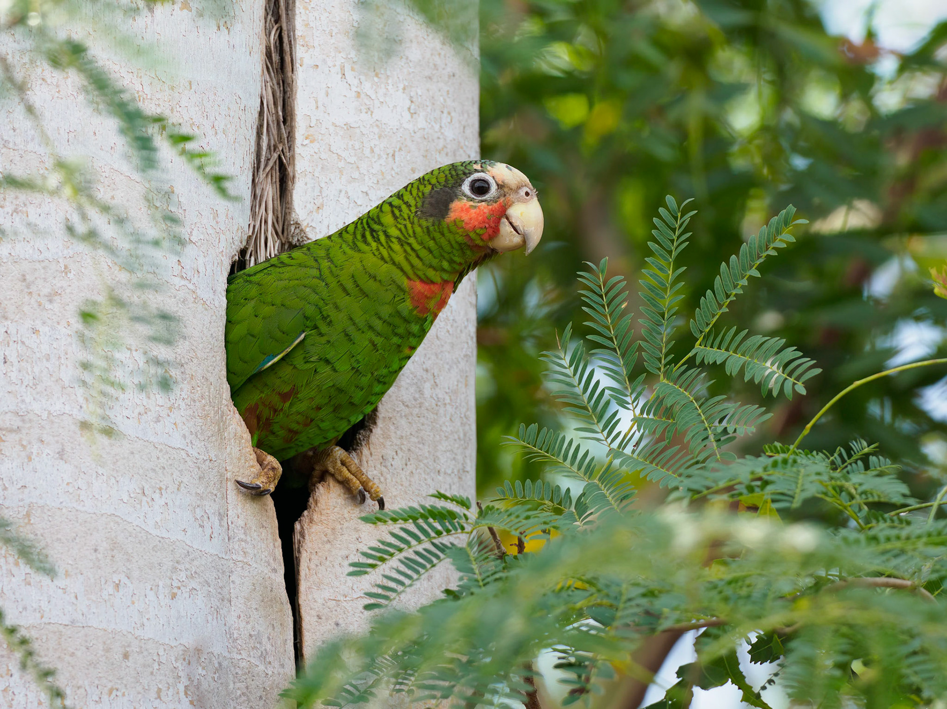 Rose-throated parrot