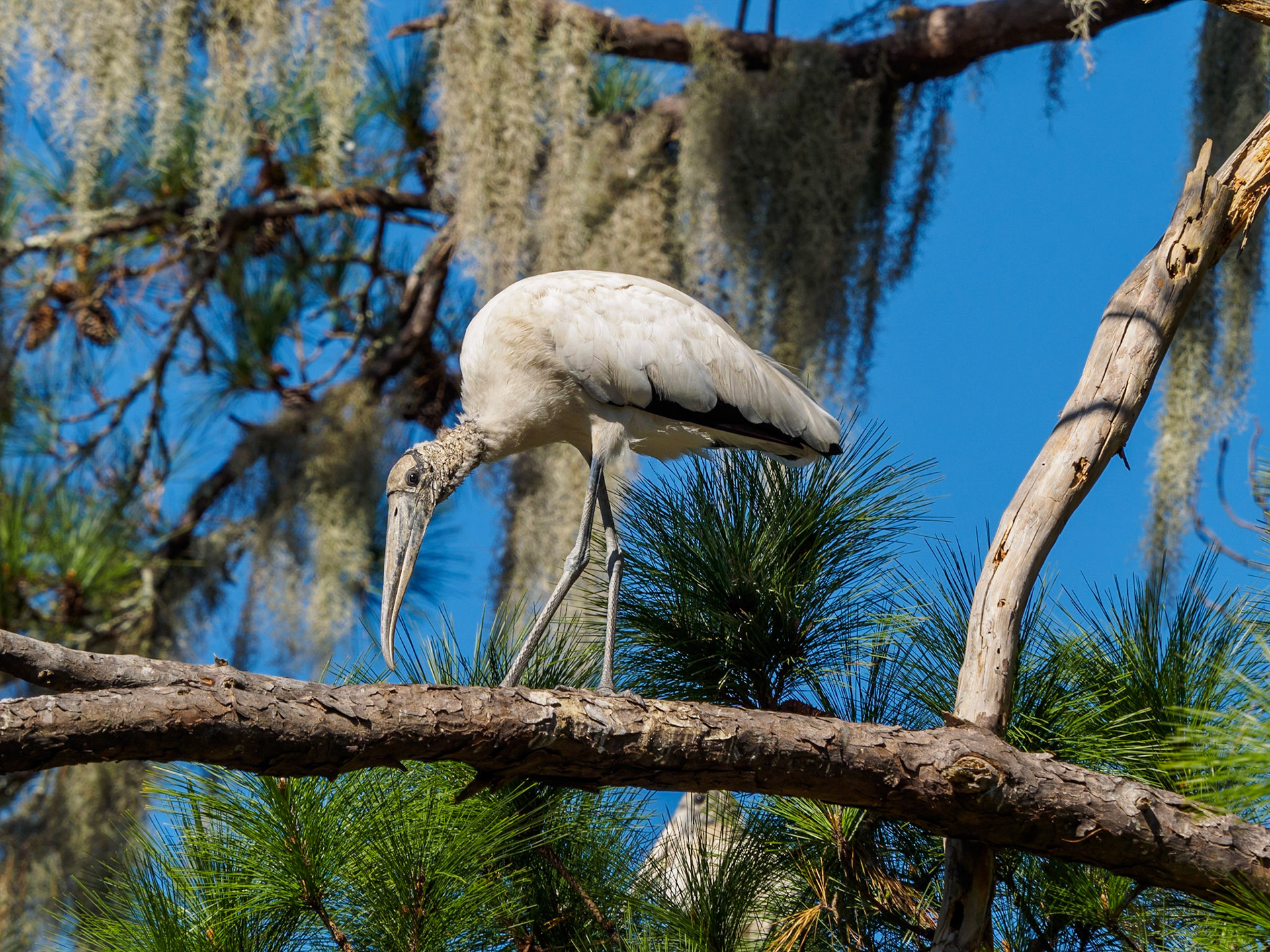 Wood stork