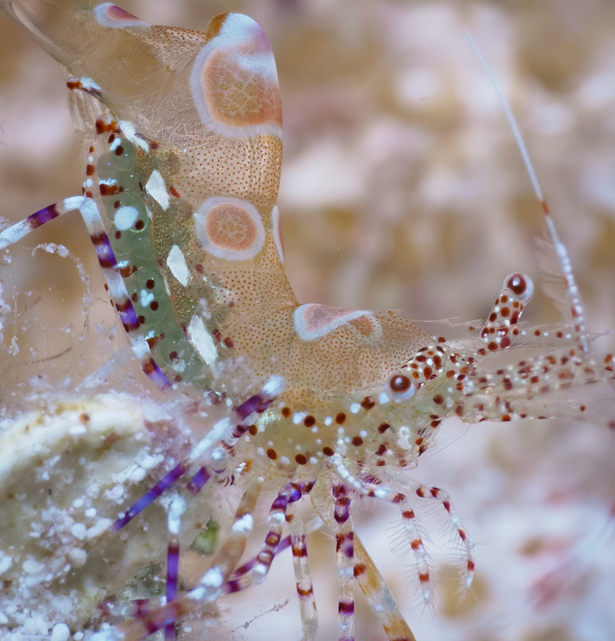 Spotted cleaner shrimp