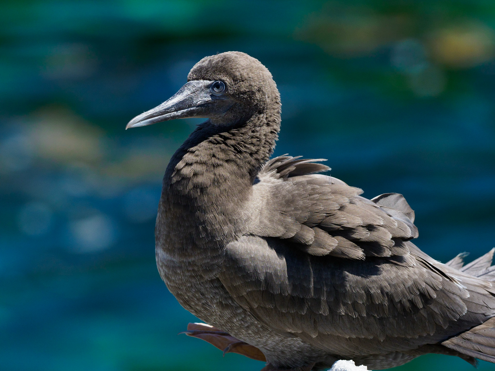 Brown booby ~ 1st year