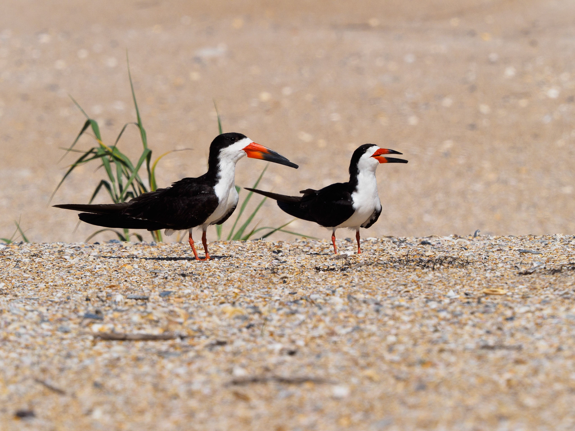 Black skimmers