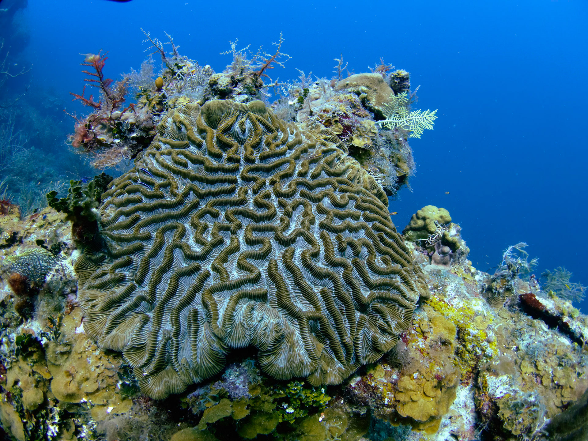 Maze coral