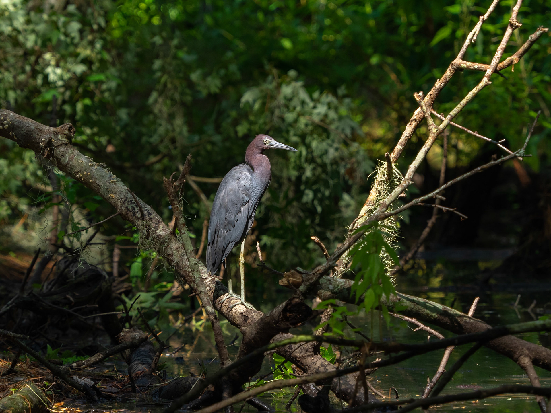 Little blue heron