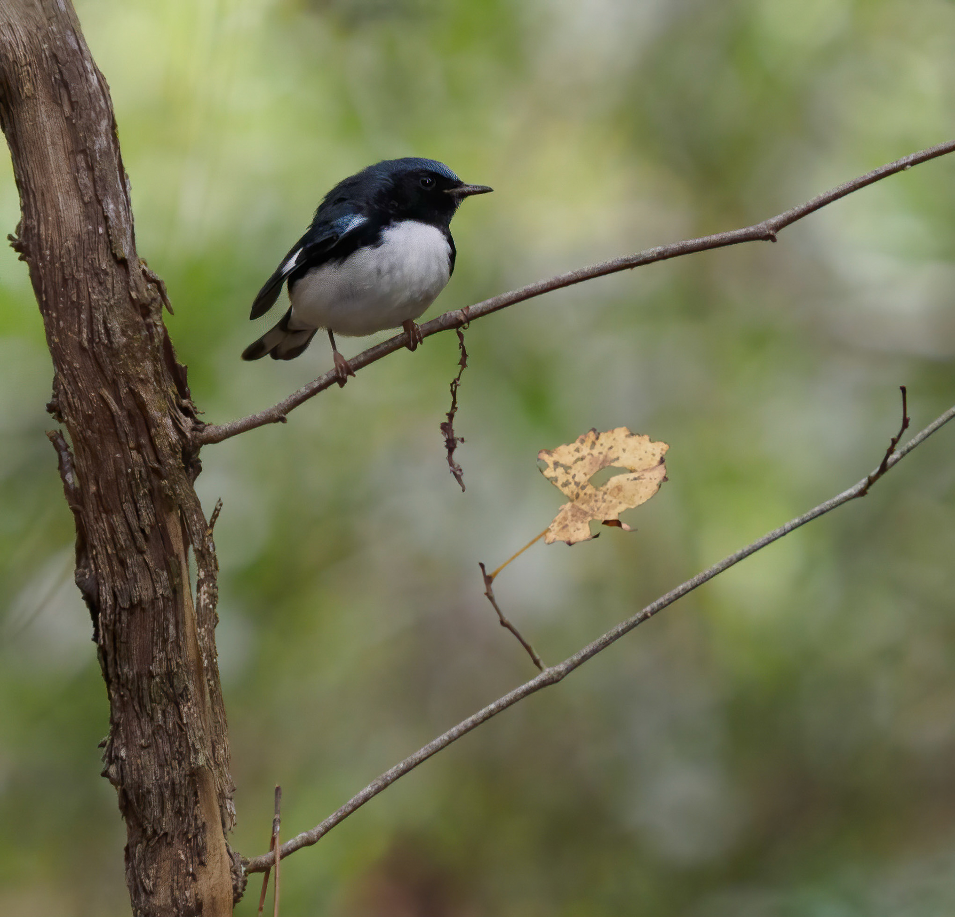 Black-throated blue warbler