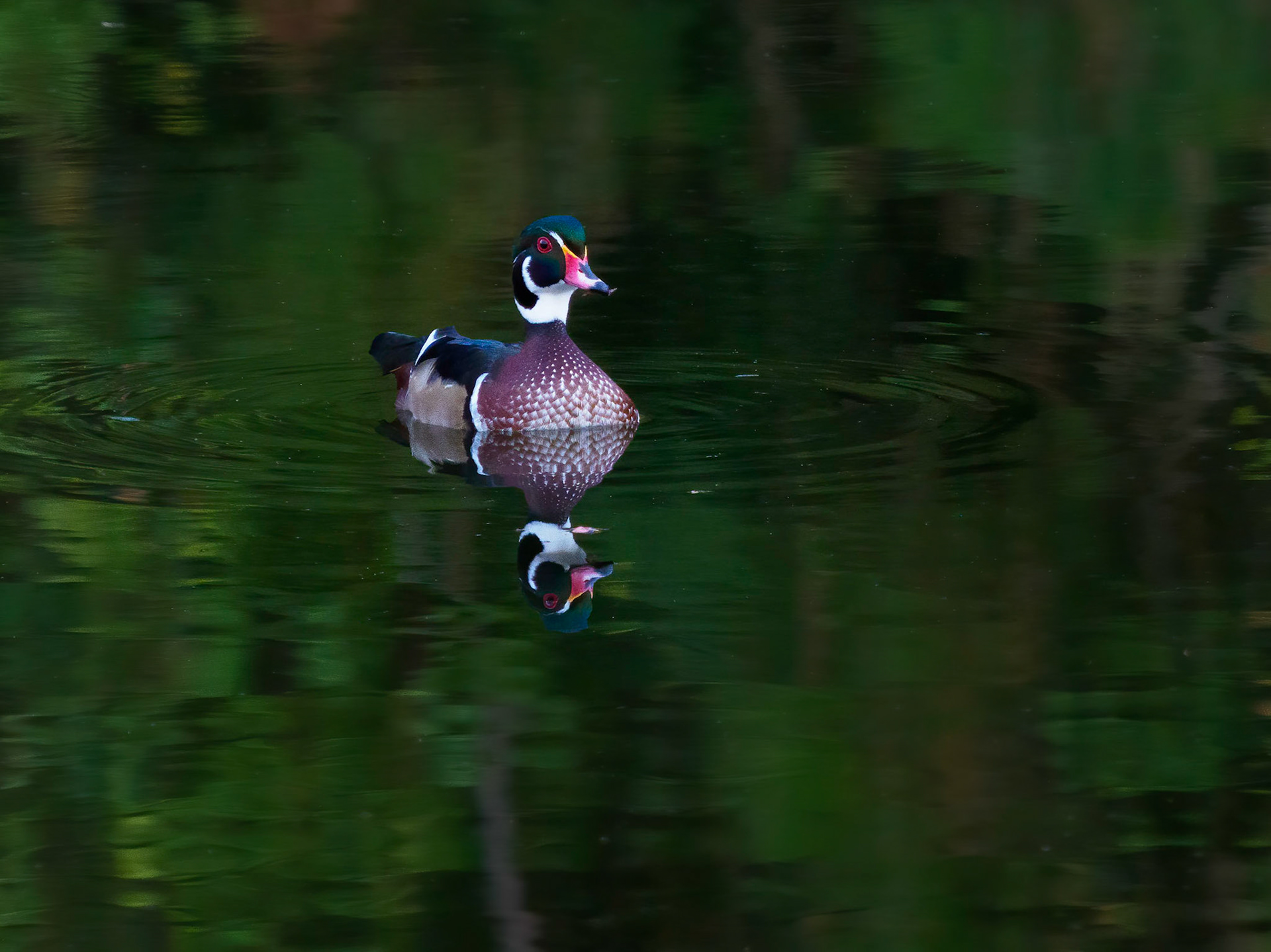 Wood duck