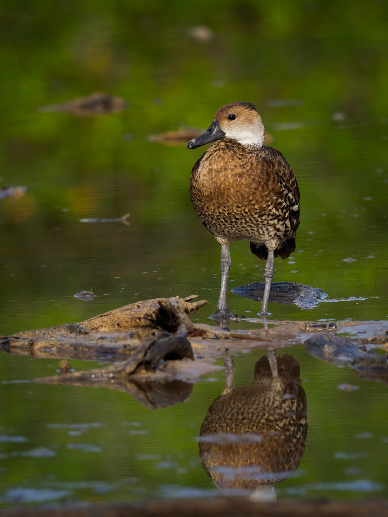 West Indian whistling duck