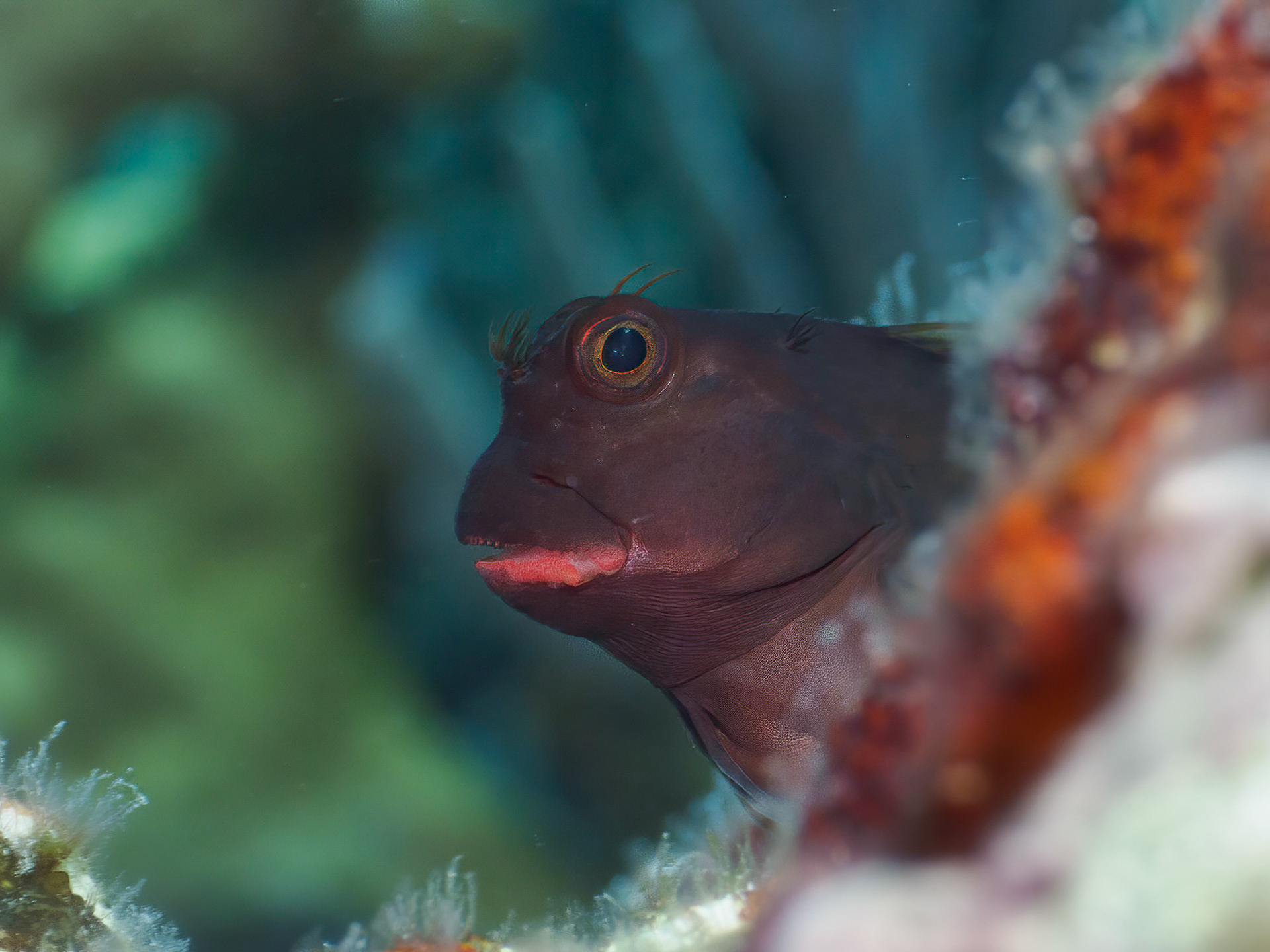 Redlip blenny