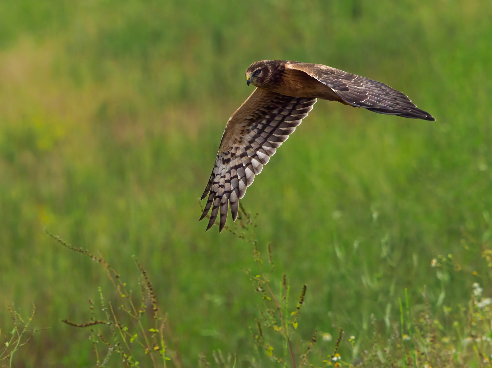 Northern harrier