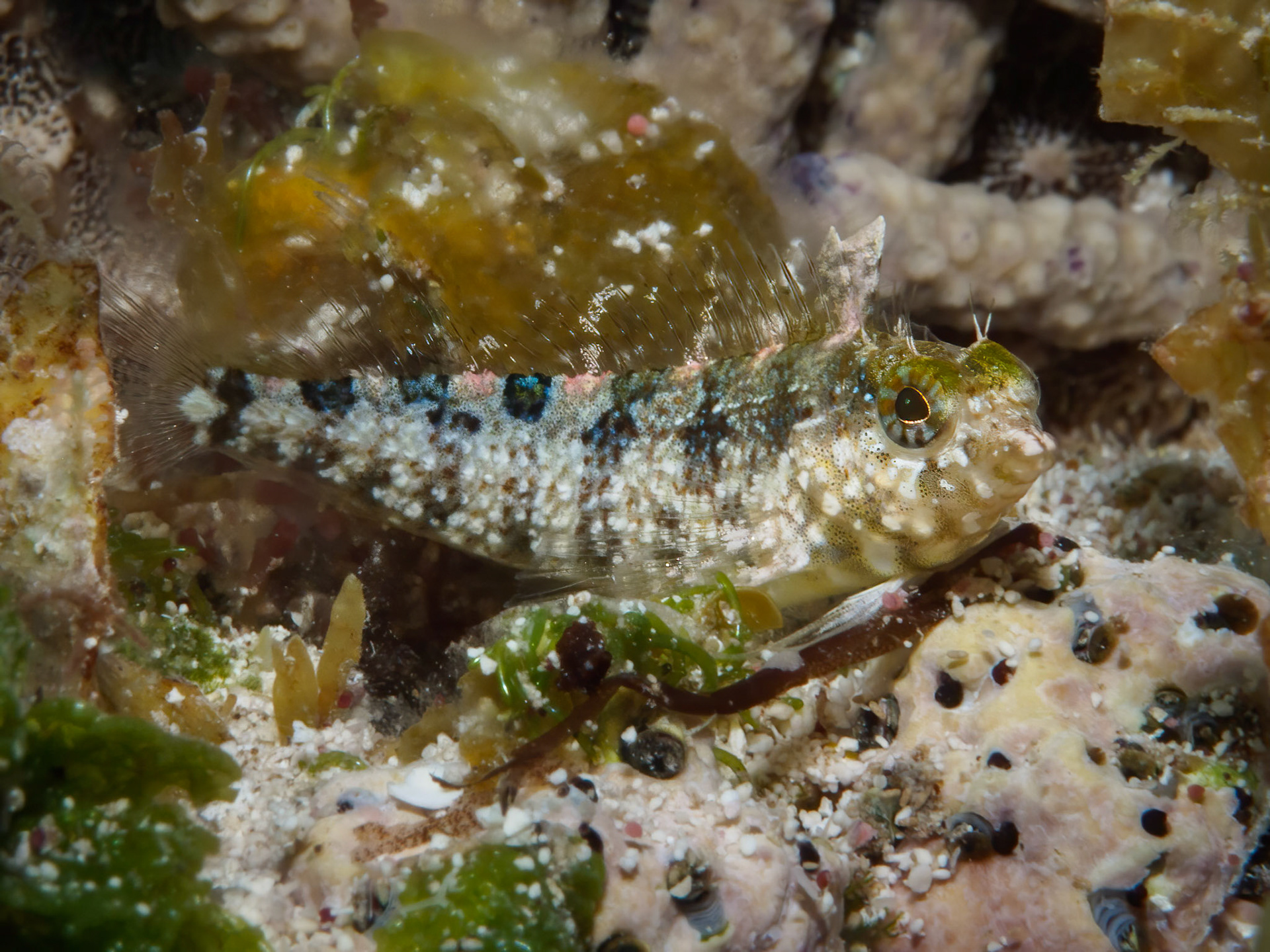 Imitator blenny