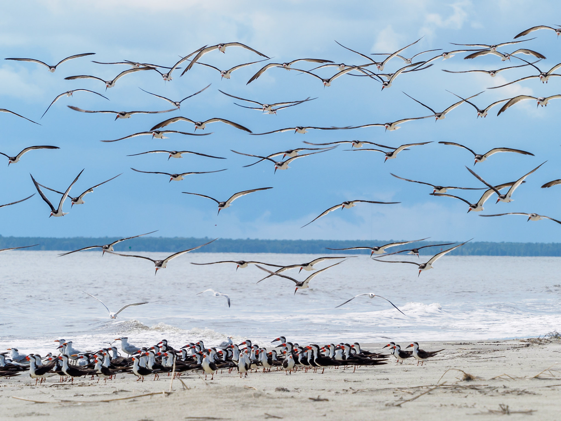 Black skimmers