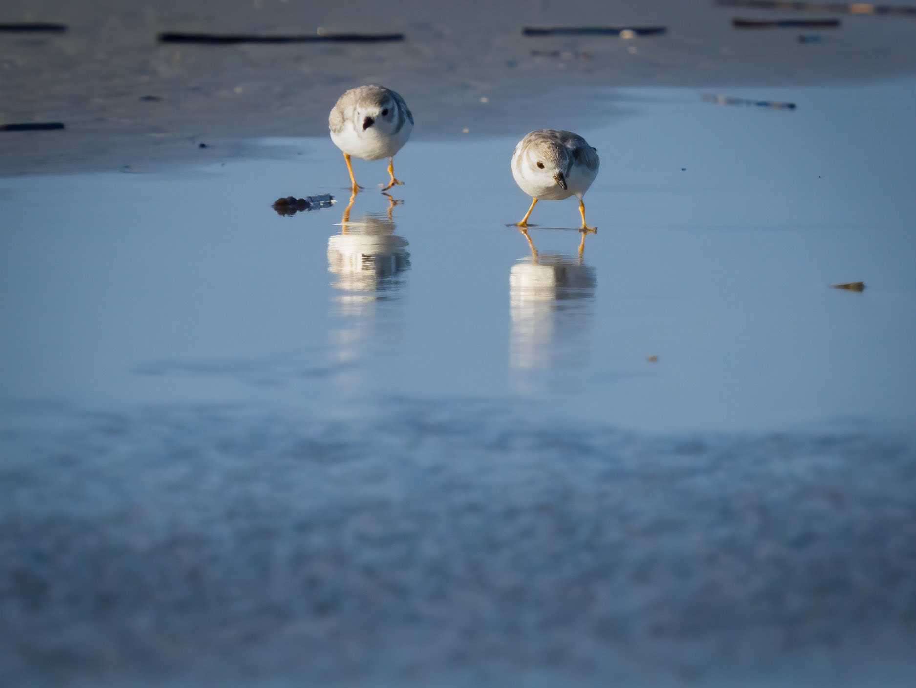Piping plovers